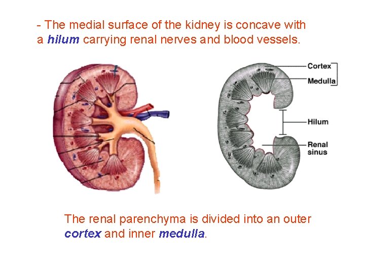 - The medial surface of the kidney is concave with a hilum carrying renal - The medial surface of the kidney is concave with a hilum carrying renal