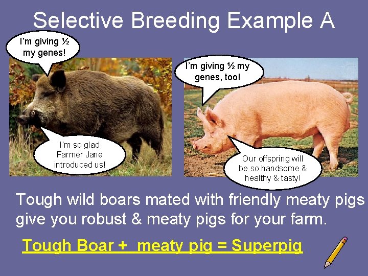 Selective Breeding Example A I’m giving ½ my genes! I’m giving ½ my genes,