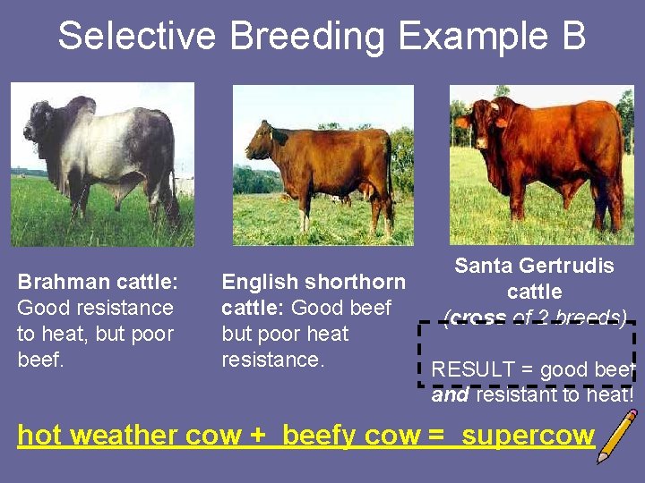 Selective Breeding Example B Brahman cattle: Good resistance to heat, but poor beef. English