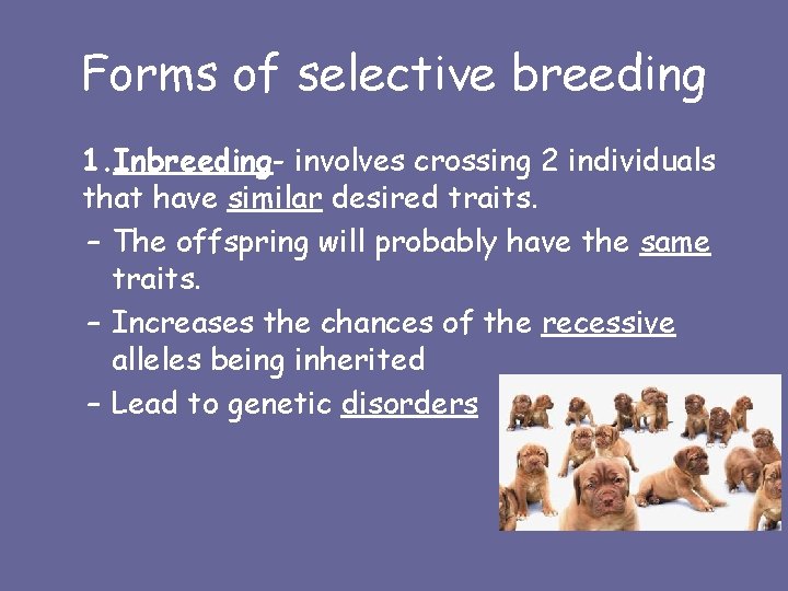 Forms of selective breeding 1. Inbreeding- involves crossing 2 individuals that have similar desired