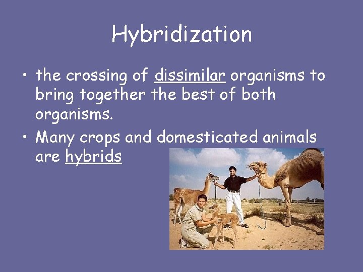 Hybridization • the crossing of dissimilar organisms to bring together the best of both