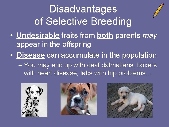 Disadvantages of Selective Breeding • Undesirable traits from both parents may appear in the