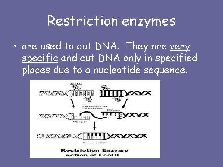 Restriction enzymes • are used to cut DNA. They are very specific and cut