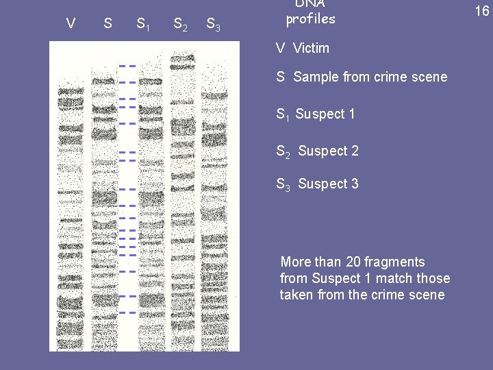 V S S 1 S 2 S 3 DNA profiles V Victim S Sample