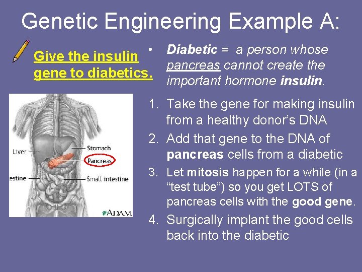 Genetic Engineering Example A: • Give the insulin gene to diabetics. Diabetic = a