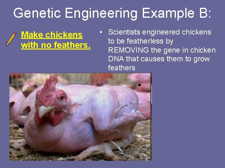 Genetic Engineering Example B: Make chickens with no feathers. • Scientists engineered chickens to