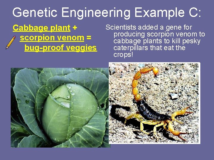 Genetic Engineering Example C: Cabbage plant + scorpion venom = bug-proof veggies Scientists added