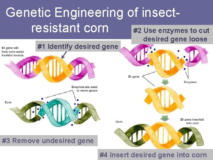 Genetic Engineering of insectresistant corn #2 Use enzymes to cut #1 Identify desired gene