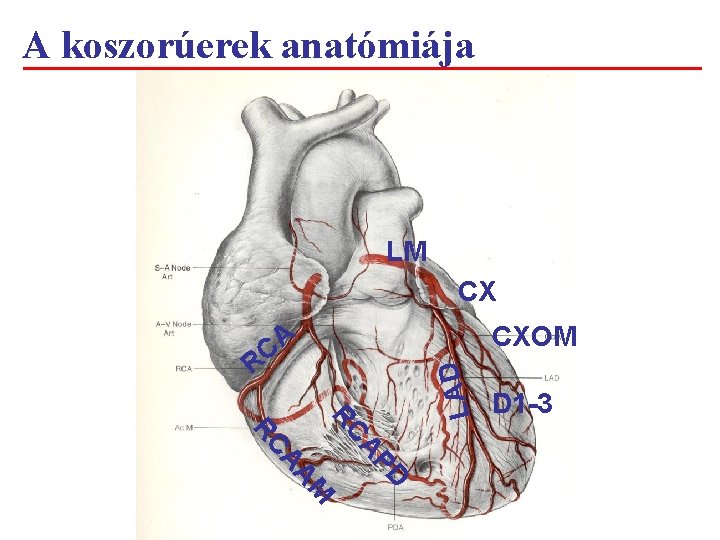 A koszorúerek anatómiája LM CX R CXOM D AP RC M AA RC LAD