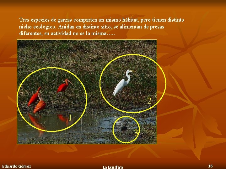 Tres especies de garzas comparten un mismo hábitat, pero tienen distinto nicho ecológico. Anidan