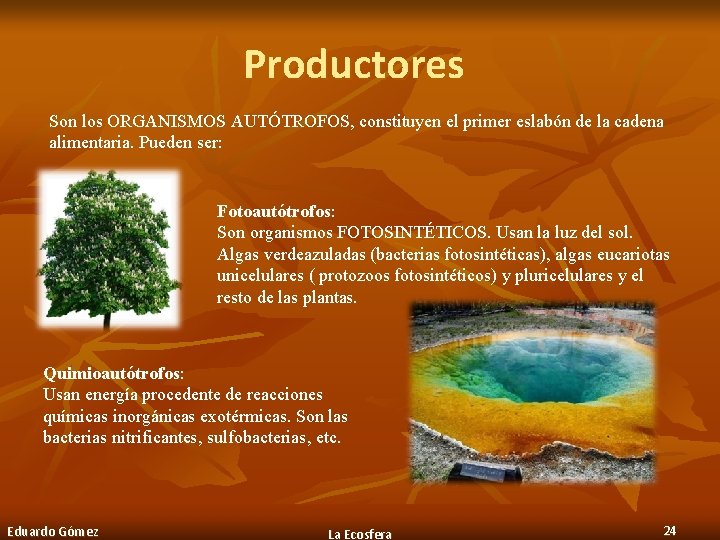 Productores Son los ORGANISMOS AUTÓTROFOS, constituyen el primer eslabón de la cadena alimentaria. Pueden