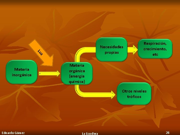 z Lu Necesidades propias Materia inorgánica Respiración, crecimiento, etc Materia orgánica (energía química) Otros