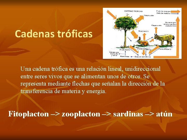 Cadenas tróficas Una cadena trófica es una relación lineal, unidireccional entre seres vivos que