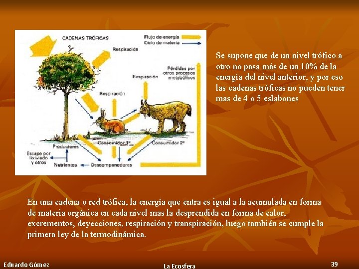 Se supone que de un nivel trófico a otro no pasa más de un