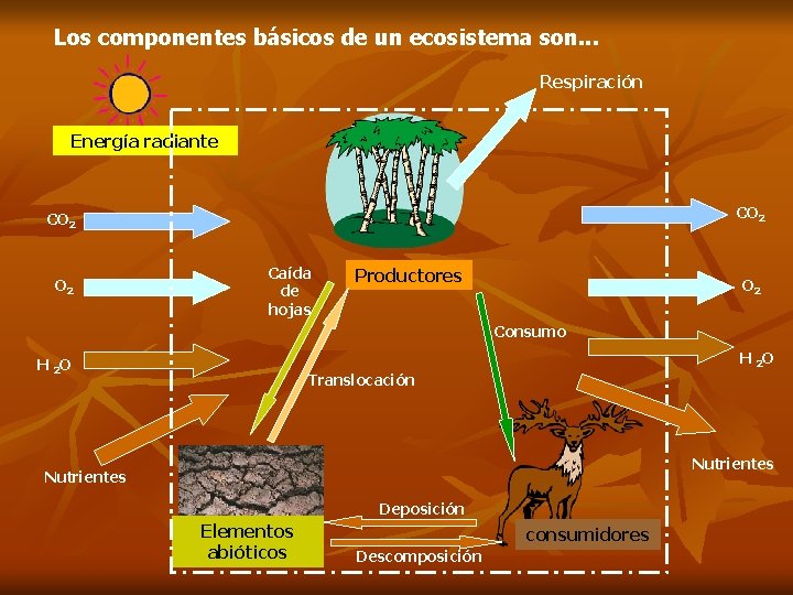 Los componentes básicos de un ecosistema son. . . Respiración Energía radiante CO 2