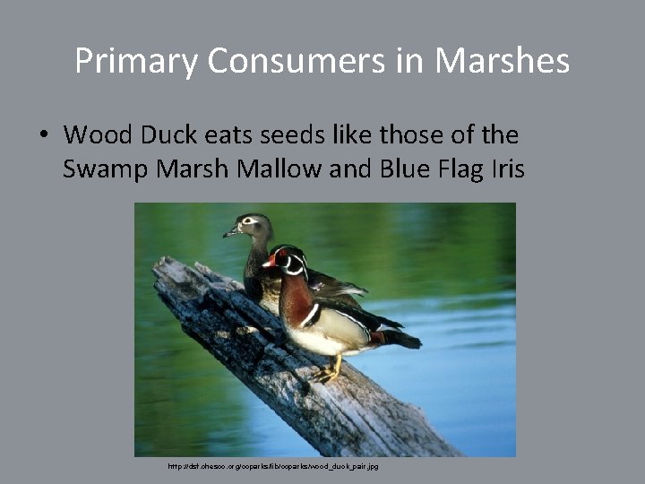 Primary Consumers in Marshes • Wood Duck eats seeds like those of the Swamp