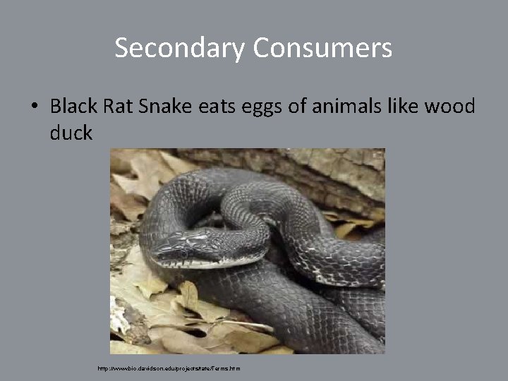 Secondary Consumers • Black Rat Snake eats eggs of animals like wood duck http: