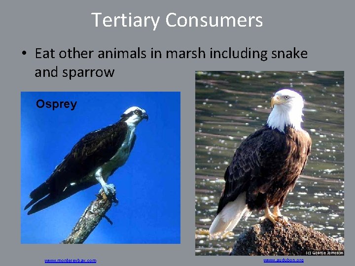 Tertiary Consumers • Eat other animals in marsh including snake and sparrow Osprey www.