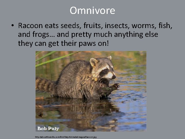 Omnivore • Racoon eats seeds, fruits, insects, worms, fish, and frogs… and pretty much