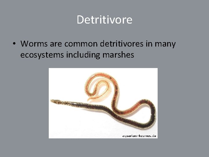 Detritivore • Worms are common detritivores in many ecosystems including marshes 