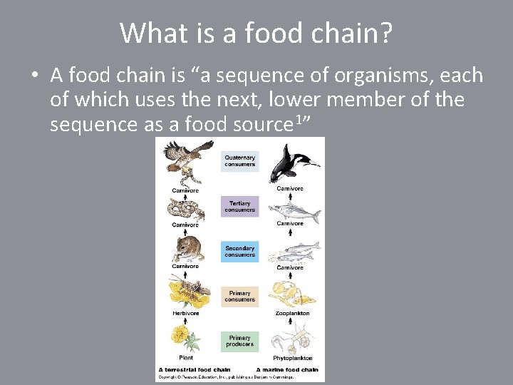 What is a food chain? • A food chain is “a sequence of organisms,