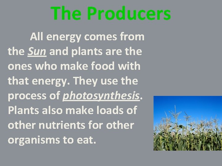 The Producers All energy comes from the Sun and plants are the ones who