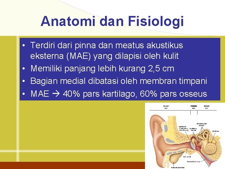 Anatomi dan Fisiologi • Terdiri dari pinna dan meatus akustikus eksterna (MAE) yang dilapisi