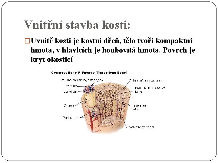 Vnitřní stavba kosti: �Uvnitř kosti je kostní dřeň, tělo tvoří kompaktní hmota, v hlavicích
