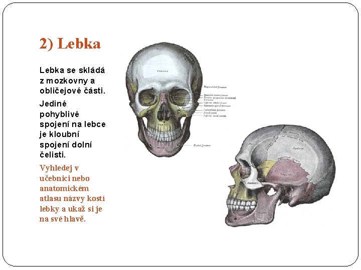 2) Lebka se skládá z mozkovny a obličejové části. Jediné pohyblivé spojení na lebce