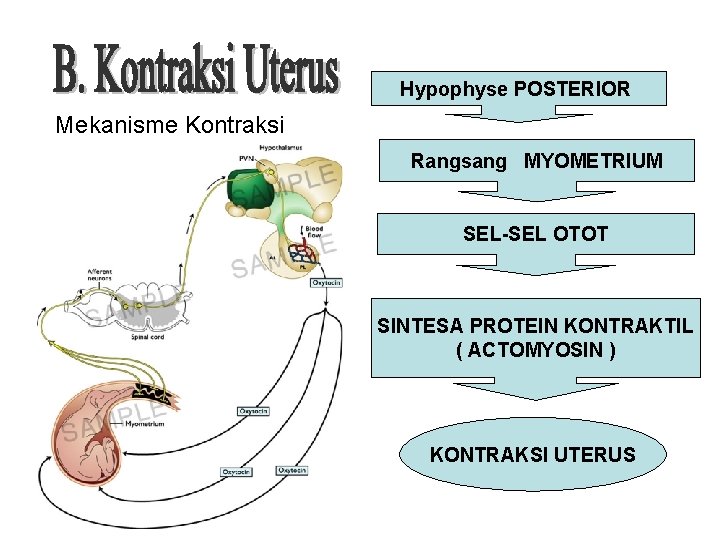 Hypophyse POSTERIOR Mekanisme Kontraksi Rangsang MYOMETRIUM SEL-SEL OTOT SINTESA PROTEIN KONTRAKTIL ( ACTOMYOSIN )