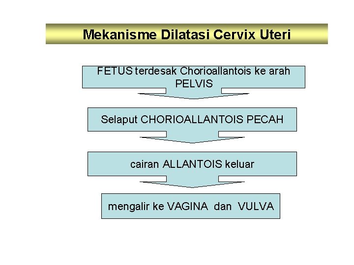 Mekanisme Dilatasi Cervix Uteri FETUS terdesak Chorioallantois ke arah PELVIS Selaput CHORIOALLANTOIS PECAH cairan