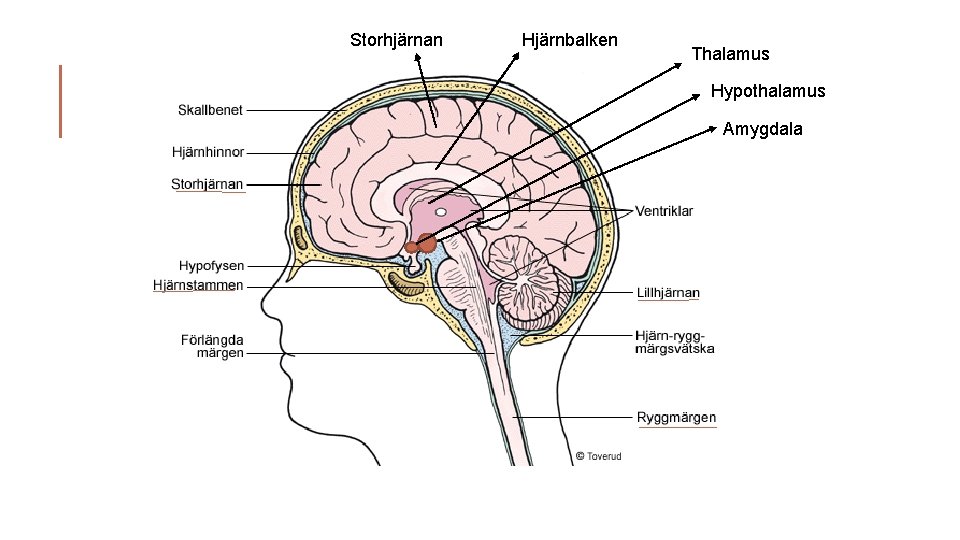Storhjärnan Hjärnbalken Thalamus Hypothalamus Amygdala 