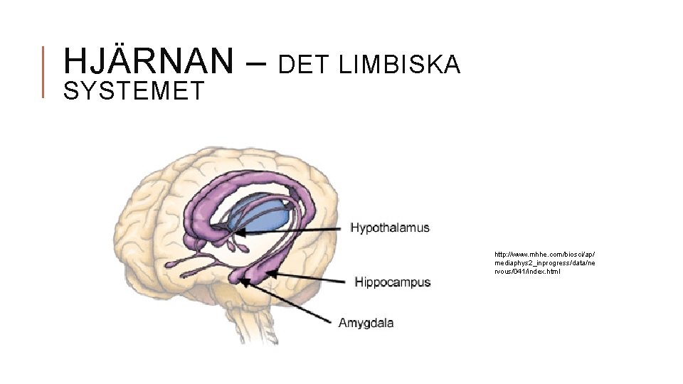 HJÄRNAN – SYSTEMET DET LIMBISKA http: //www. mhhe. com/biosci/ap/ mediaphys 2_inprogress/data/ne rvous/041/index. html HJÄRNAN – SYSTEMET DET LIMBISKA http: //www. mhhe. com/biosci/ap/ mediaphys 2_inprogress/data/ne rvous/041/index. html