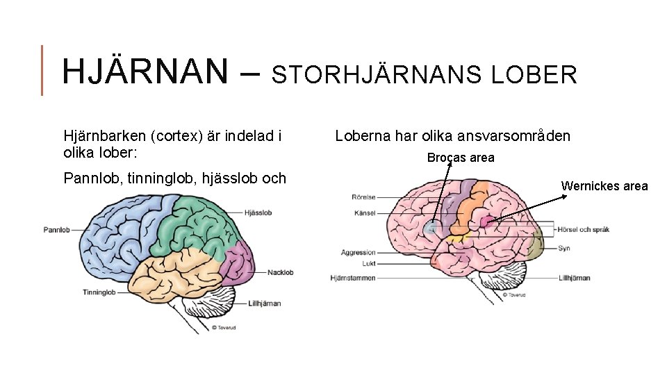 HJÄRNAN – STORHJÄRNANS LOBER Hjärnbarken (cortex) är indelad i olika lober: Pannlob, tinninglob, hjässlob