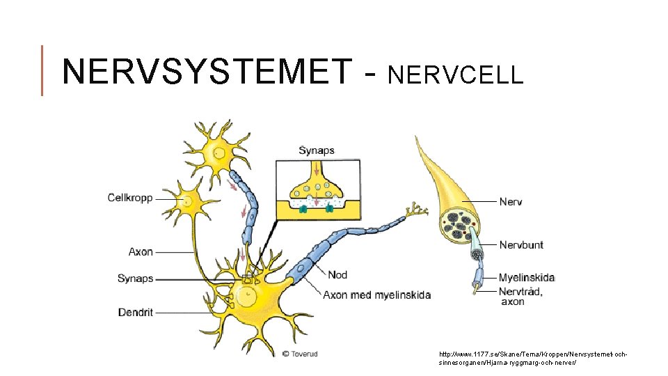 NERVSYSTEMET - NERVCELL http: //www. 1177. se/Skane/Tema/Kroppen/Nervsystemet-ochsinnesorganen/Hjarna-ryggmarg-och-nerver/ 