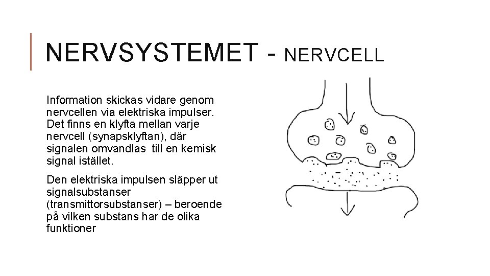 NERVSYSTEMET Information skickas vidare genom nervcellen via elektriska impulser. Det finns en klyfta mellan
