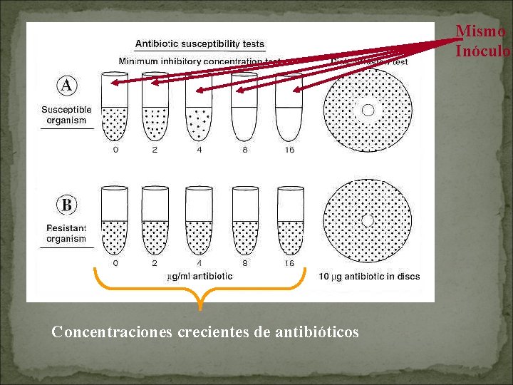 Mismo Inóculo Concentraciones crecientes de antibióticos 