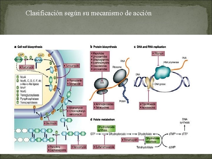 Clasificación según su mecanismo de acción 