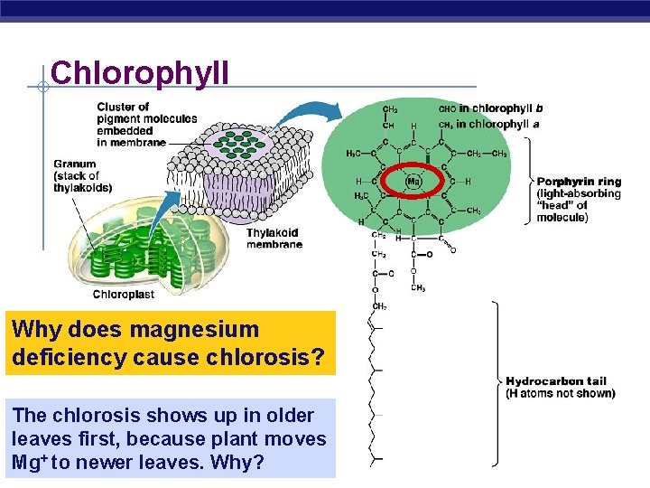 Chlorophyll Why does magnesium deficiency cause chlorosis? The chlorosis shows up in older leaves