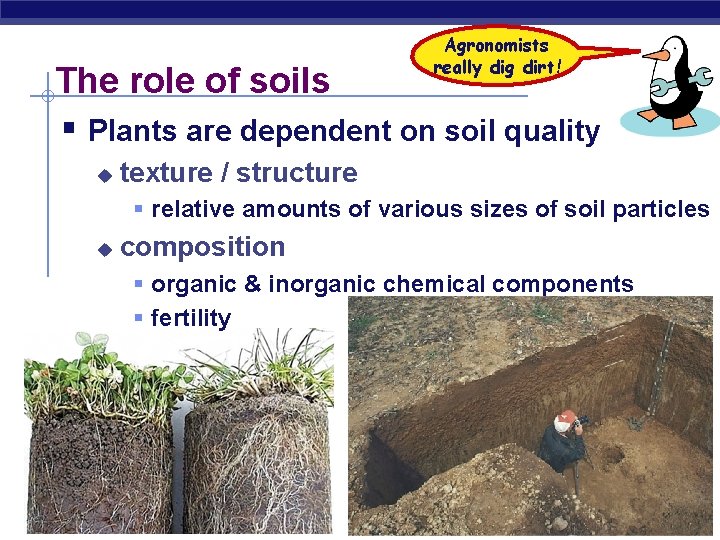 Agronomists really dig dirt! The role of soils § Plants are dependent on soil