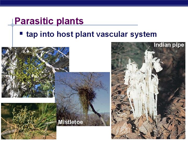 Parasitic plants § tap into host plant vascular system Indian pipe Mistletoe AP Biology