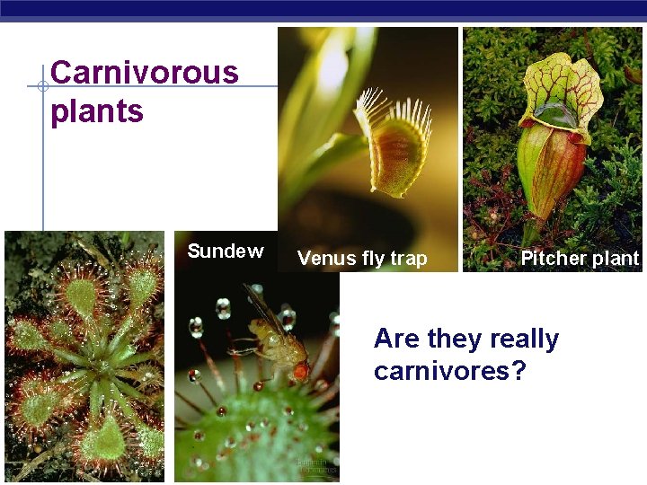 Carnivorous plants Sundew Venus fly trap Pitcher plant Are they really carnivores? AP Biology