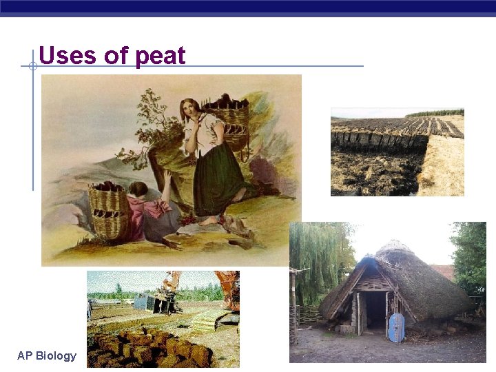 Uses of peat AP Biology 