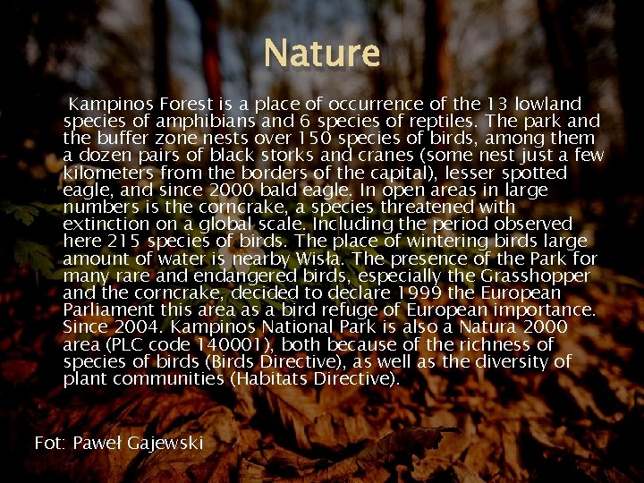 Nature Kampinos Forest is a place of occurrence of the 13 lowland species of