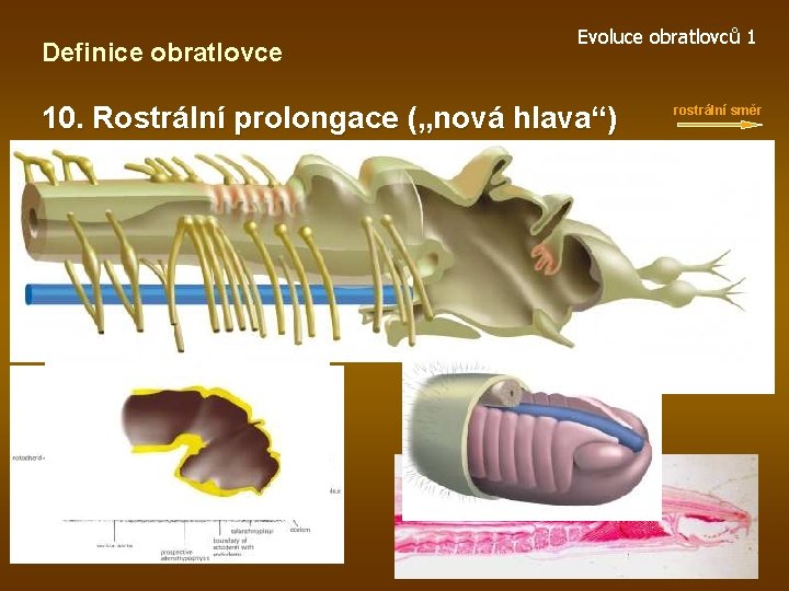 Definice obratlovce Evoluce obratlovců 1 10. Rostrální prolongace („nová hlava“) rostrální směr 