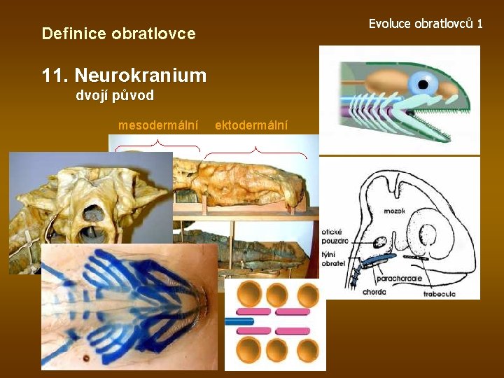 Evoluce obratlovců 1 Definice obratlovce 11. Neurokranium dvojí původ mesodermální ektodermální 