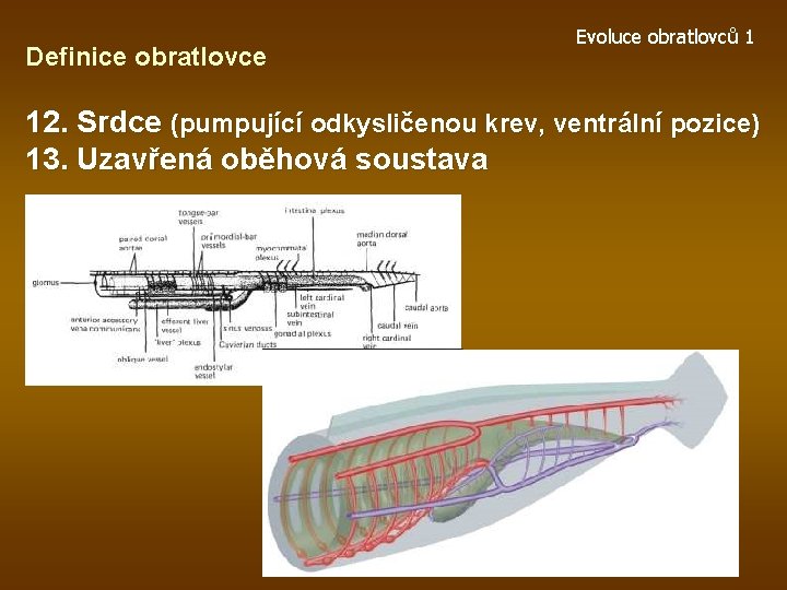 Definice obratlovce Evoluce obratlovců 1 12. Srdce (pumpující odkysličenou krev, ventrální pozice) 13. Uzavřená