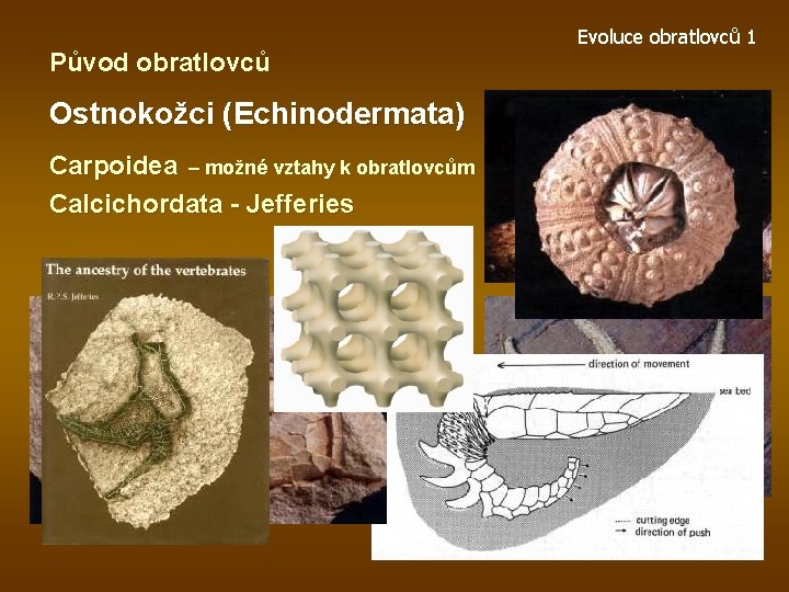 Původ obratlovců Ostnokožci (Echinodermata) Carpoidea – možné vztahy k obratlovcům Calcichordata - Jefferies Evoluce