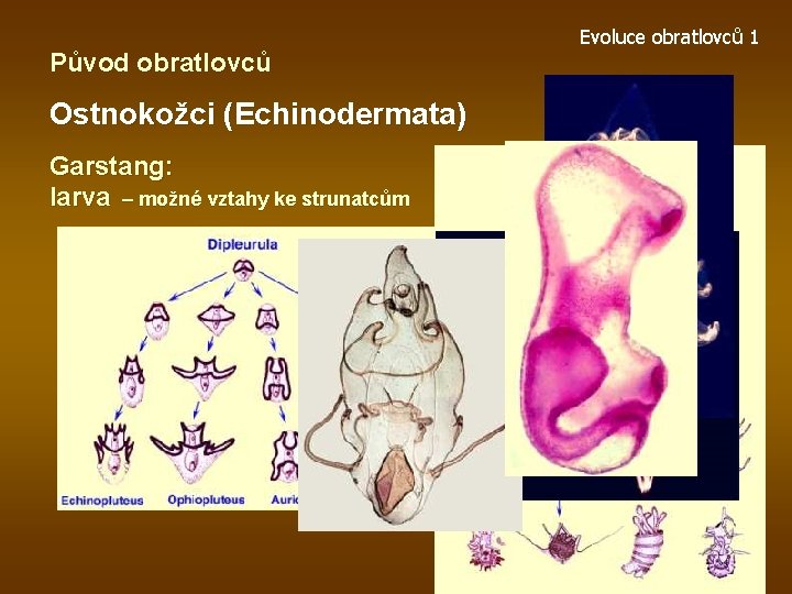 Původ obratlovců Ostnokožci (Echinodermata) Garstang: larva – možné vztahy ke strunatcům Evoluce obratlovců 1