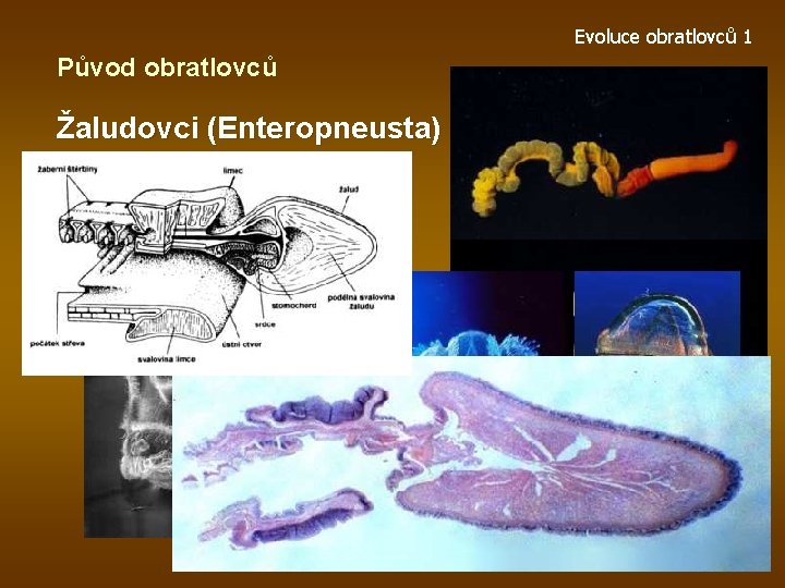 Evoluce obratlovců 1 Původ obratlovců Žaludovci (Enteropneusta) 